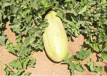 بهترین زمان و مراحل کوددهی خربزه