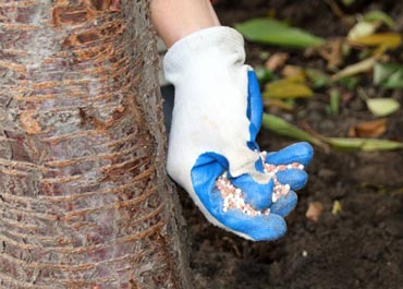 بهترین کودها برای درختان گیلاس