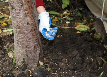 بهترین کودهای مورد استفاده برای درختان سیب