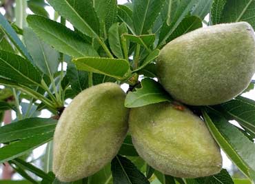 کود دهی درخت بادام با بهترین کودها