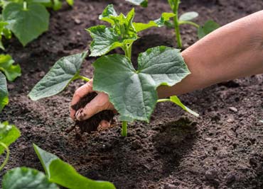 بهترین کودها برای خیار و مراحل کود دهی