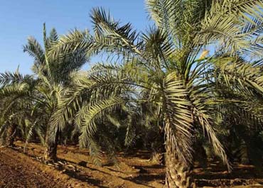 بهترین کود برای درخت خرما