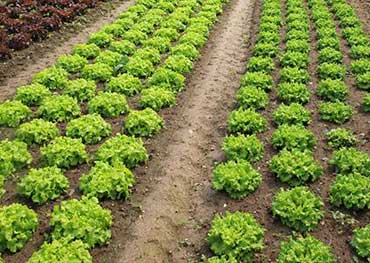 کودهای مورد استفاده برای کاهو