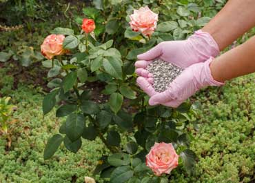 بهترین کود برای گیاهان گلدار