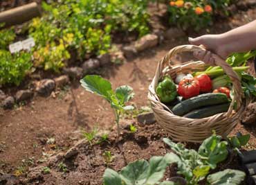 زمان و نحوه کود دهی باغ سبزیجات