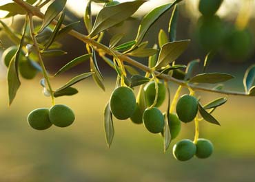 کودهای مناسب درخت زیتون