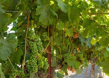 بهترین  کودهای مورد استفاده برای انگور