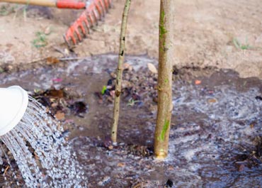 بهترین زمان و مراحل کوددهی درخت گردو