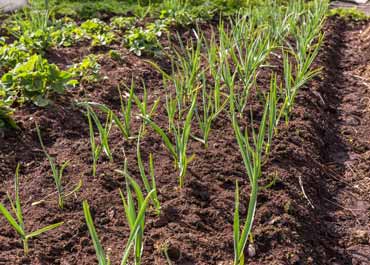 برنامه کود دهی سیر