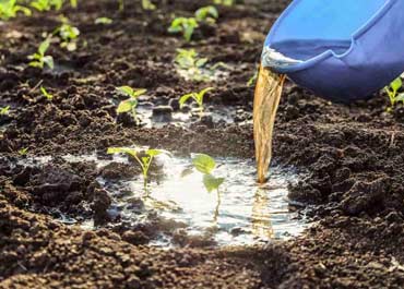 کود آمینو اسید و مزایای استفاده از آن