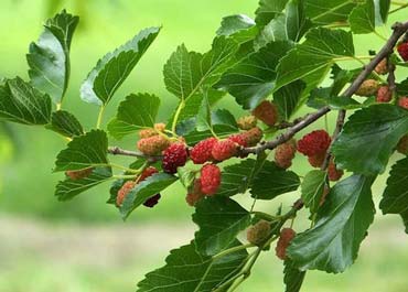 کودهای مورد نیاز درخت توت