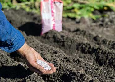 کوددهی قبل از کشت