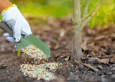 بهترین کودها برای درخت لیمو ترش 