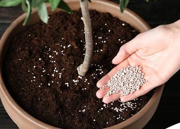 بهترین کودها برای گیاهان آپارتمانی