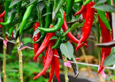 کودهای مناسب فلفل قرمز و نحوه استفاده از آنها