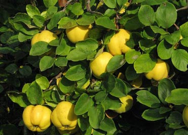 کودهای مورد استفاده برای درخت به