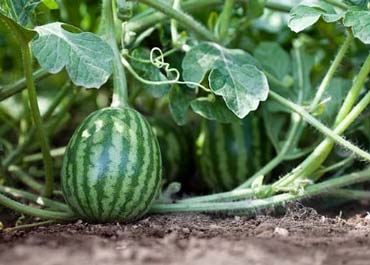 برنامه کامل کوددهی هندوانه