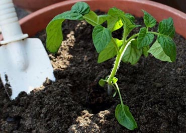 بهترین کودها برای گوجه فرنگی