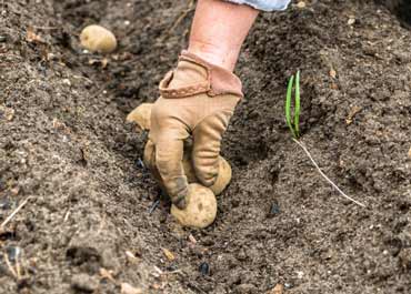 بهترین کودها برای سیب زمینی و نحوه استفاده از آنها