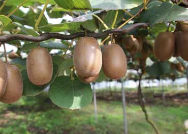 بهترین کود برای کیوی و زمان مناسب استفاده از آن