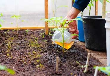 کود ماهی چیست و چه مزایایی دارد؟