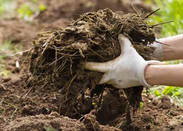 کود گاوی و مزایای آن