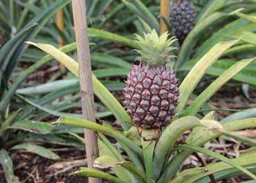 بهترین کود برای آناناس