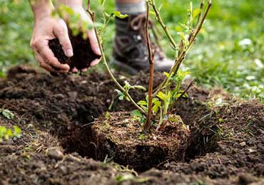 کودهای درخت شاه توت و زمان استفاده از آنها