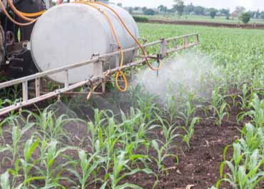 مراحل کوددهی ذرت و بهترین کودها برای آن