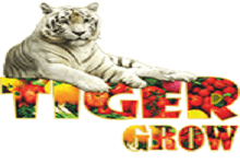تایگر گرو 