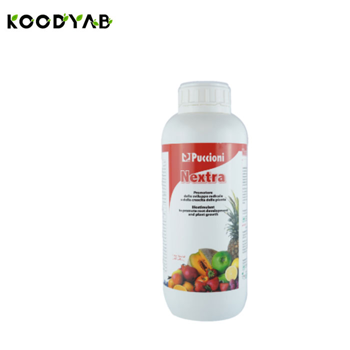 کود نکسترا پوچینی