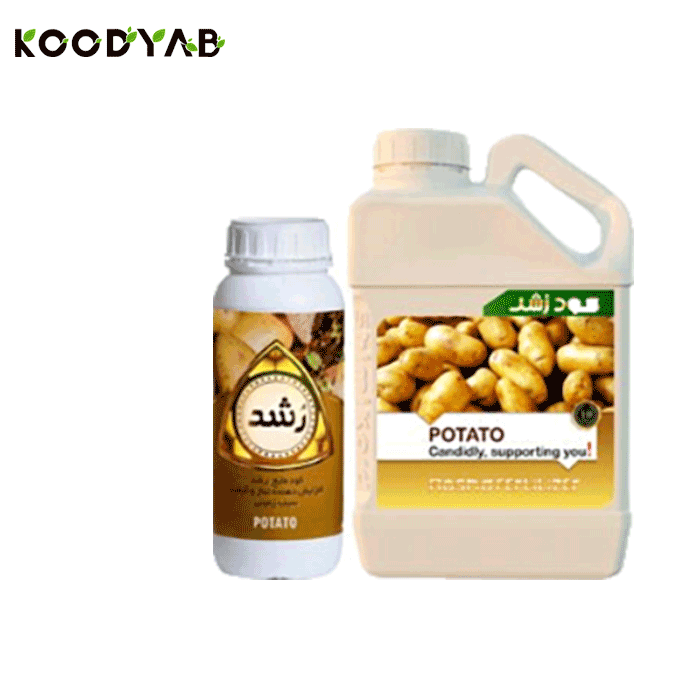 کود سیب زمینی رشد