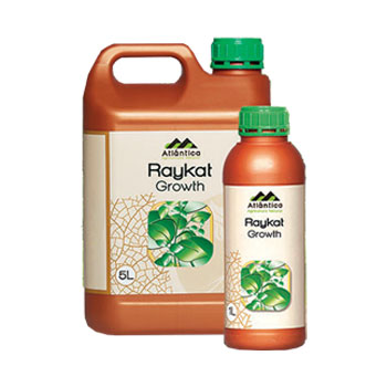 کود رایکت گروتس آتلانتیکا