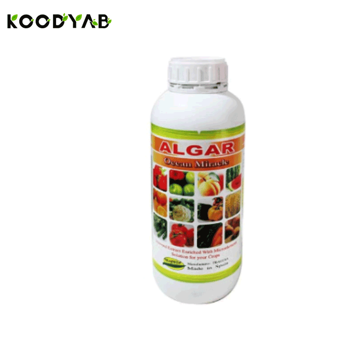 کود آلگار هزاره 