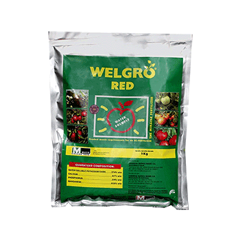 کود ولگرو رد ماسو