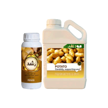 کود سیب زمینی رشد