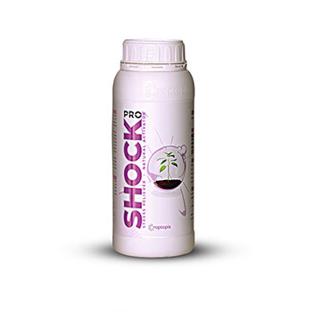 کود پروشوک راپتوپیا