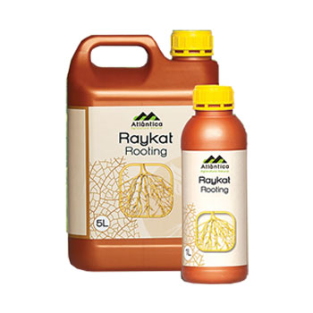 کود رایکت روتینگ آتلانتیکا