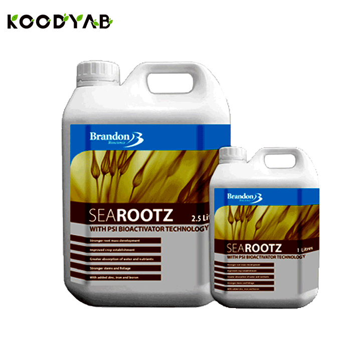 کود سی روتز برندون