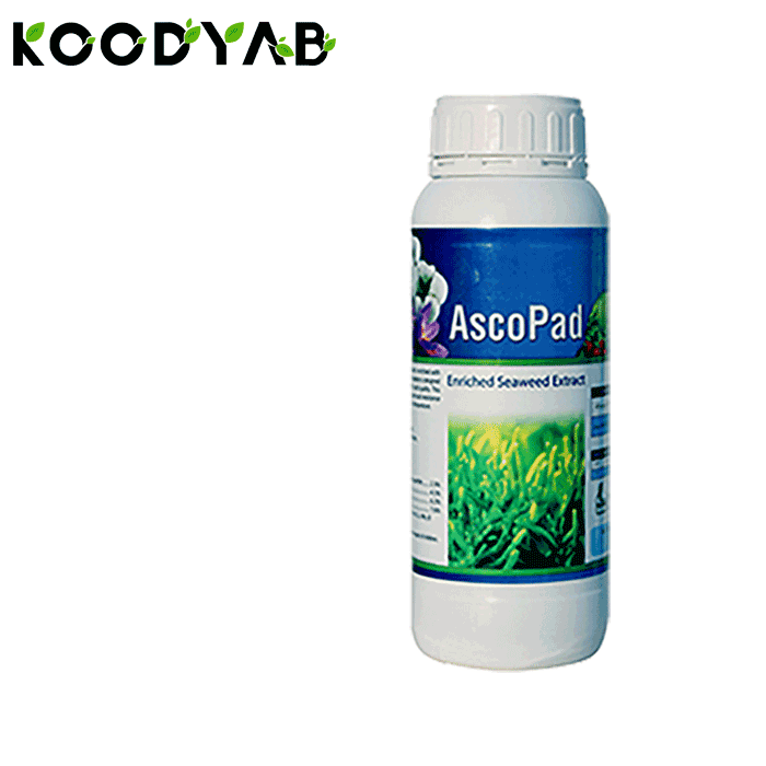 کود آسکو پاد پادنا