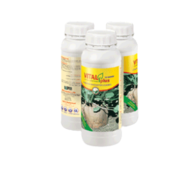 کود ویتال پلاس چغندرقند داتیس