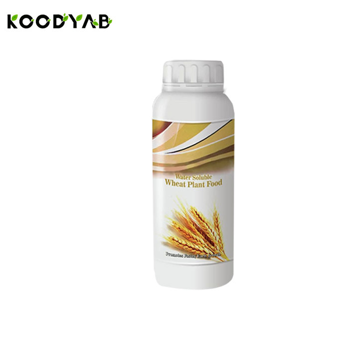 کود ویژه گندم رابو