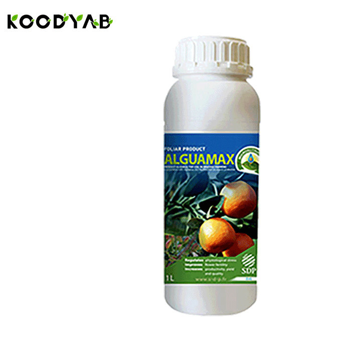 کود الگو ماکس اس د پ