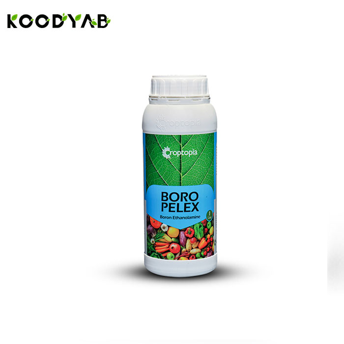 کود بر پلکس راپتوپیا