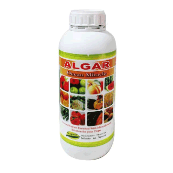 کود آلگار هزاره 