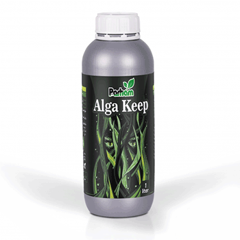 کود آلگا کیپ پرهام