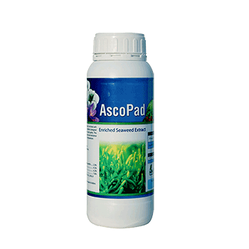 کود آسکو پاد پادنا