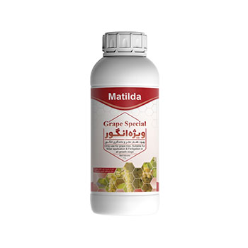 کود انگور ماتیلدا