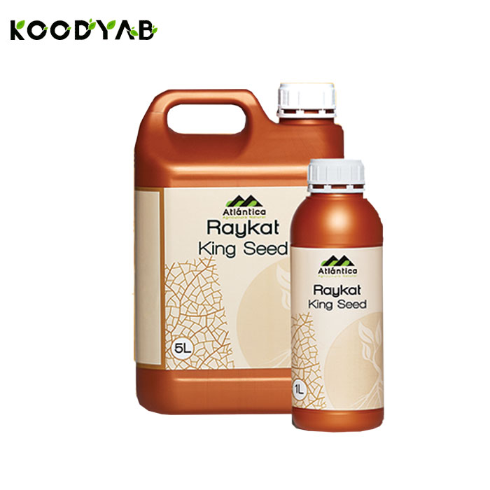 کود رایکت کینگ سید آتلانتیکا