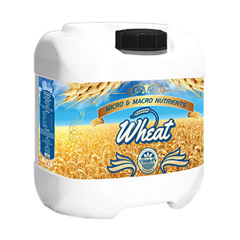 کود گندم بارافشان